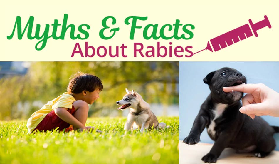 Rabies Vaccination- Facts And Myths