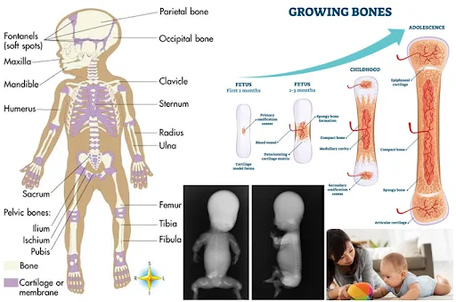 Building Strong Bones: A Guide to Infant Skeletal Development